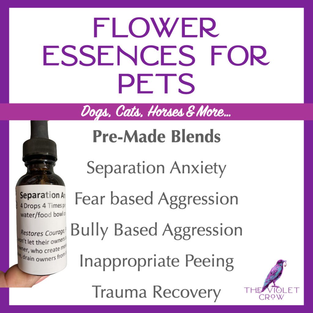 Flower Essences for Pets – The Violet Crow
